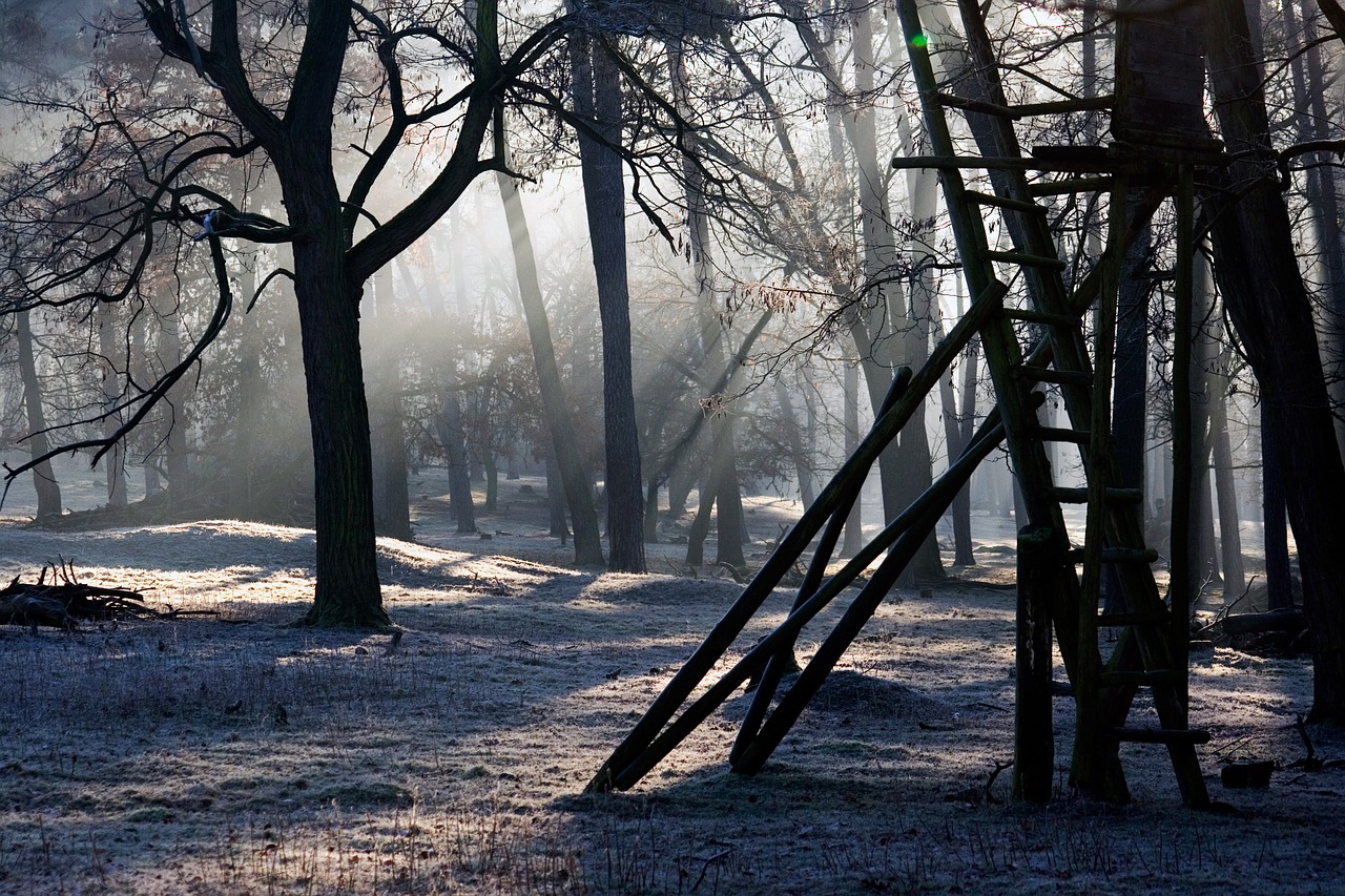 Image - forest light mood light beam