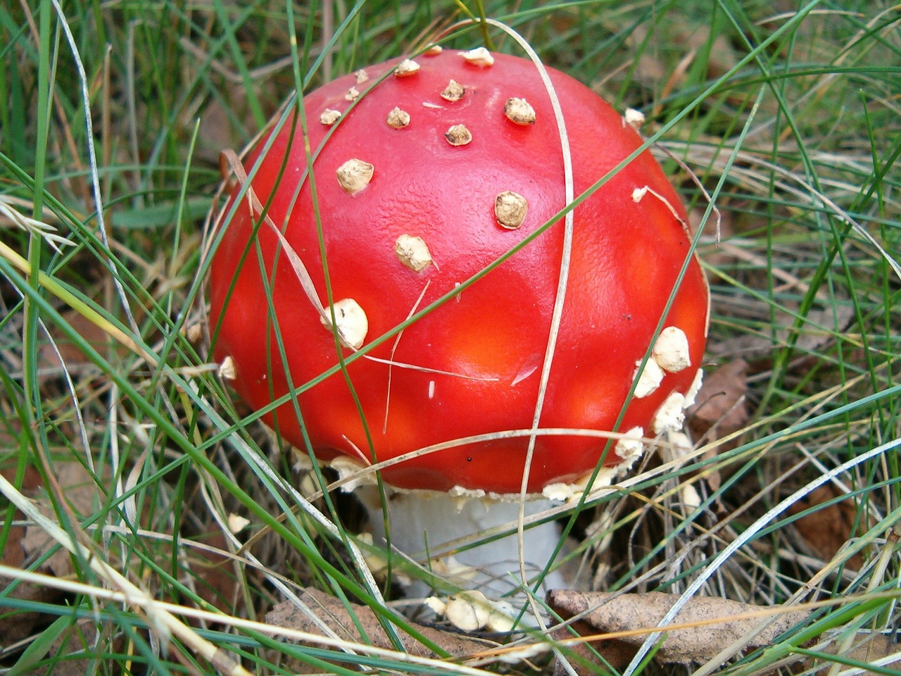 Image - mushroom nature forest amanita