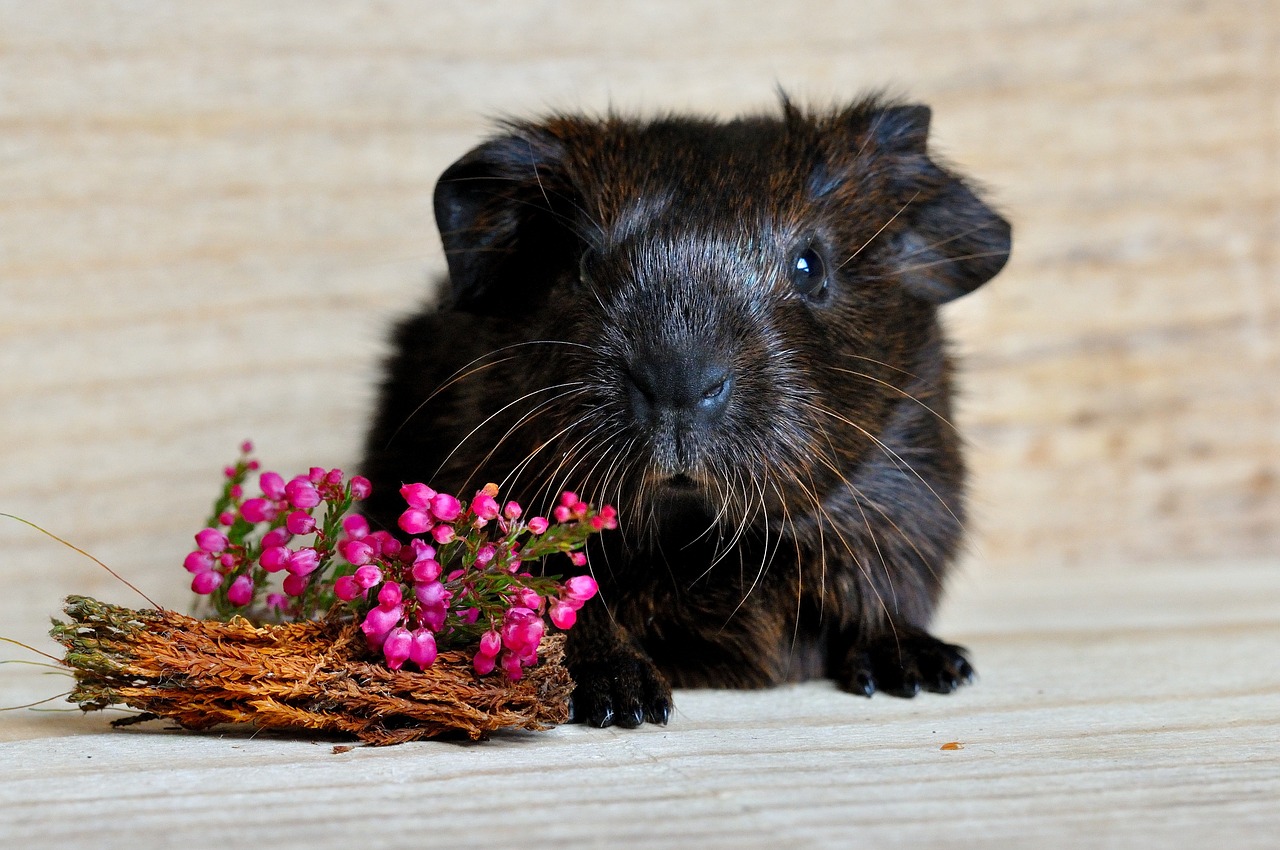 Image - guinea pig smooth hair gold agouti