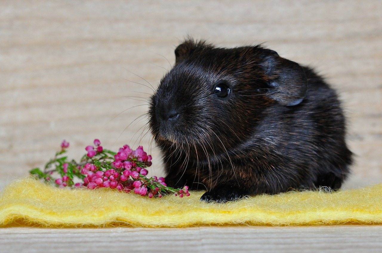 Image - guinea pig smooth hair young animal