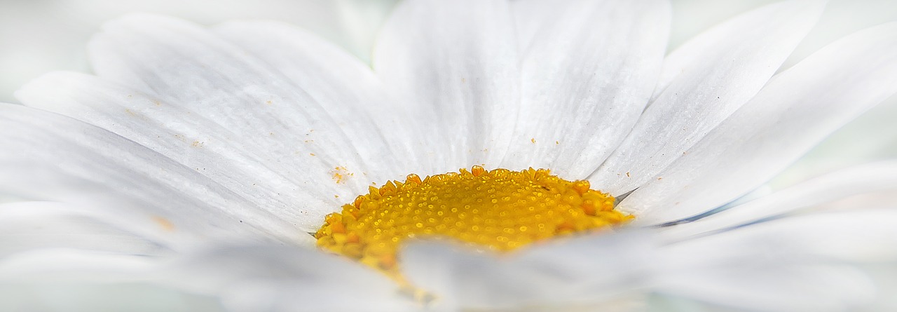 Image - chrysanthemum white flower yellow