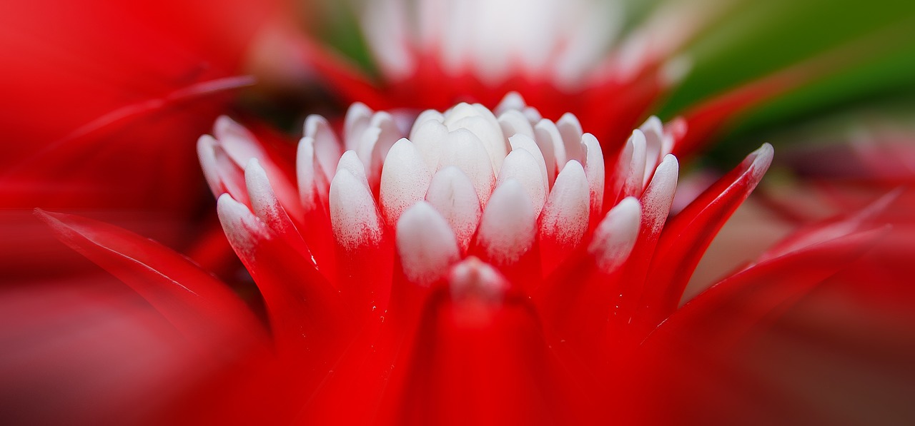 Image - bromeliad vriesea exotic plant red