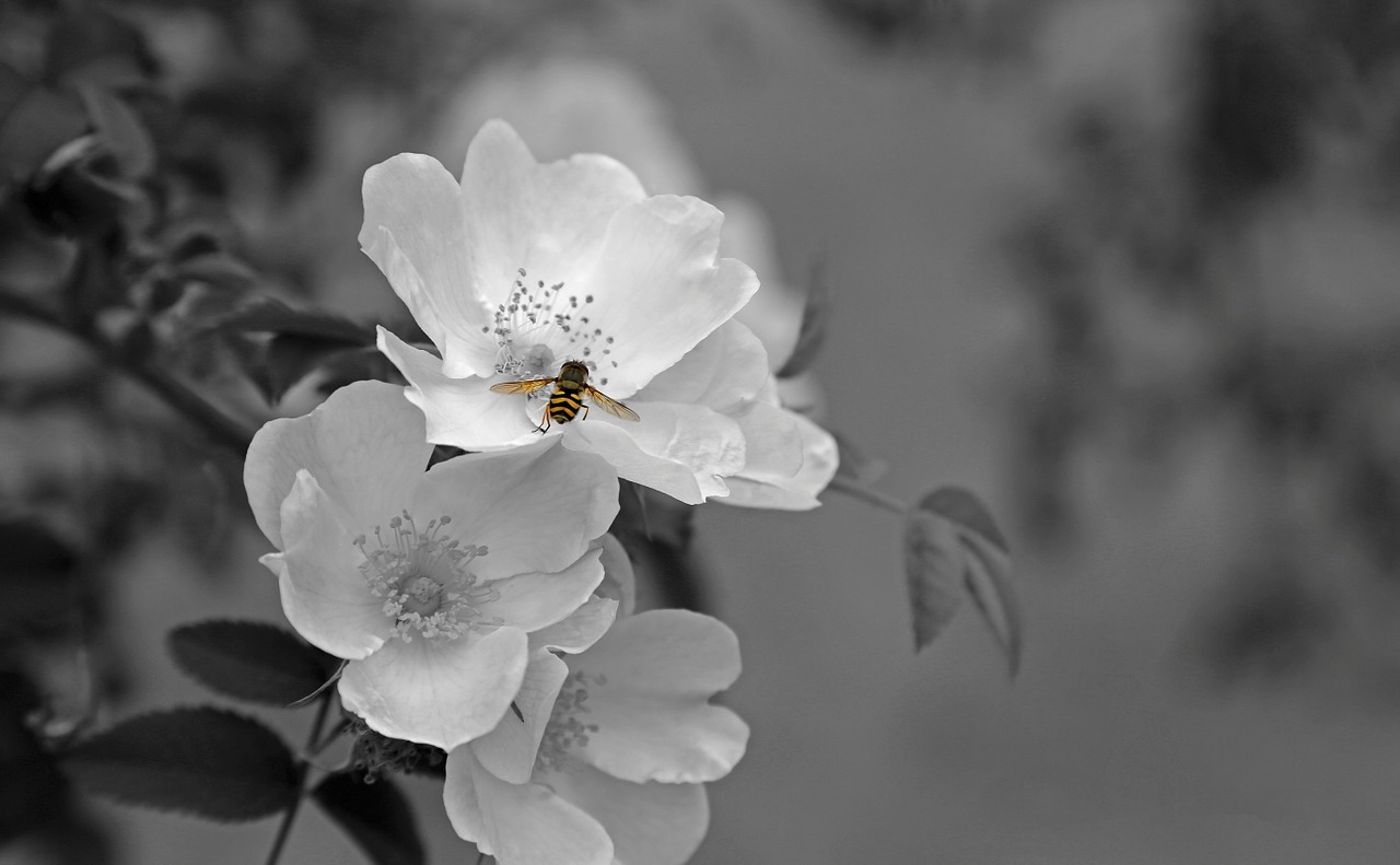 Image - flower blossom bloom plant white