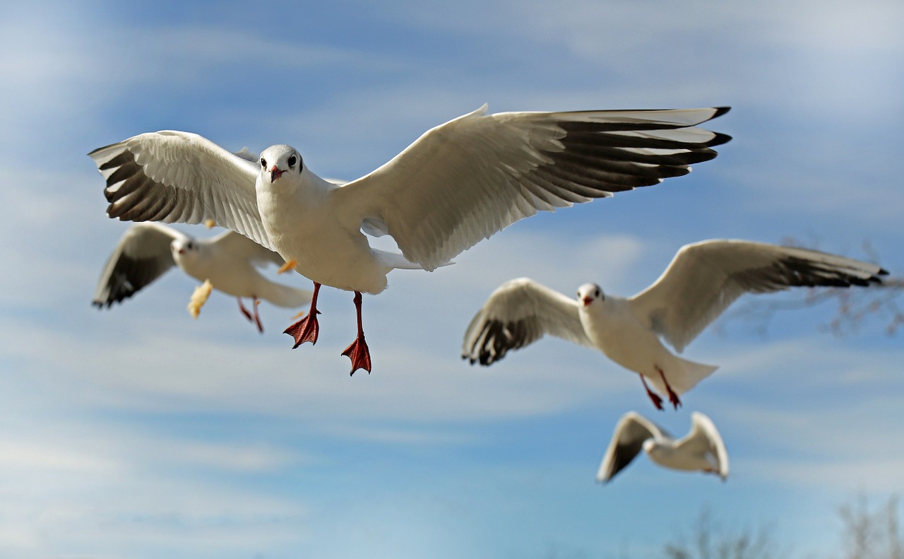 Image - seagull bird animal fly close