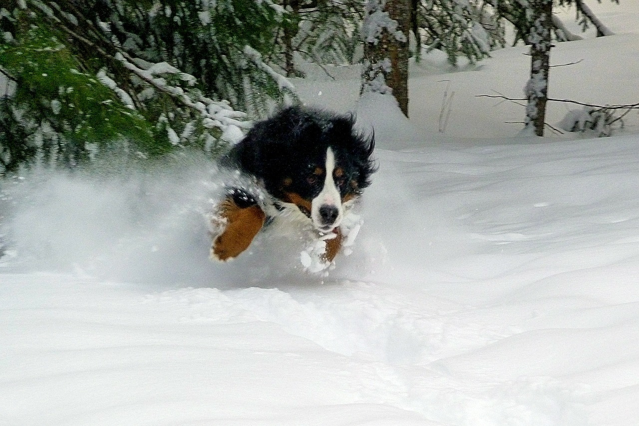 Image - jumping dog bernese mountain dog