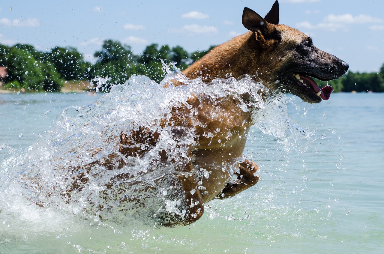 Image - malinois dog water jump