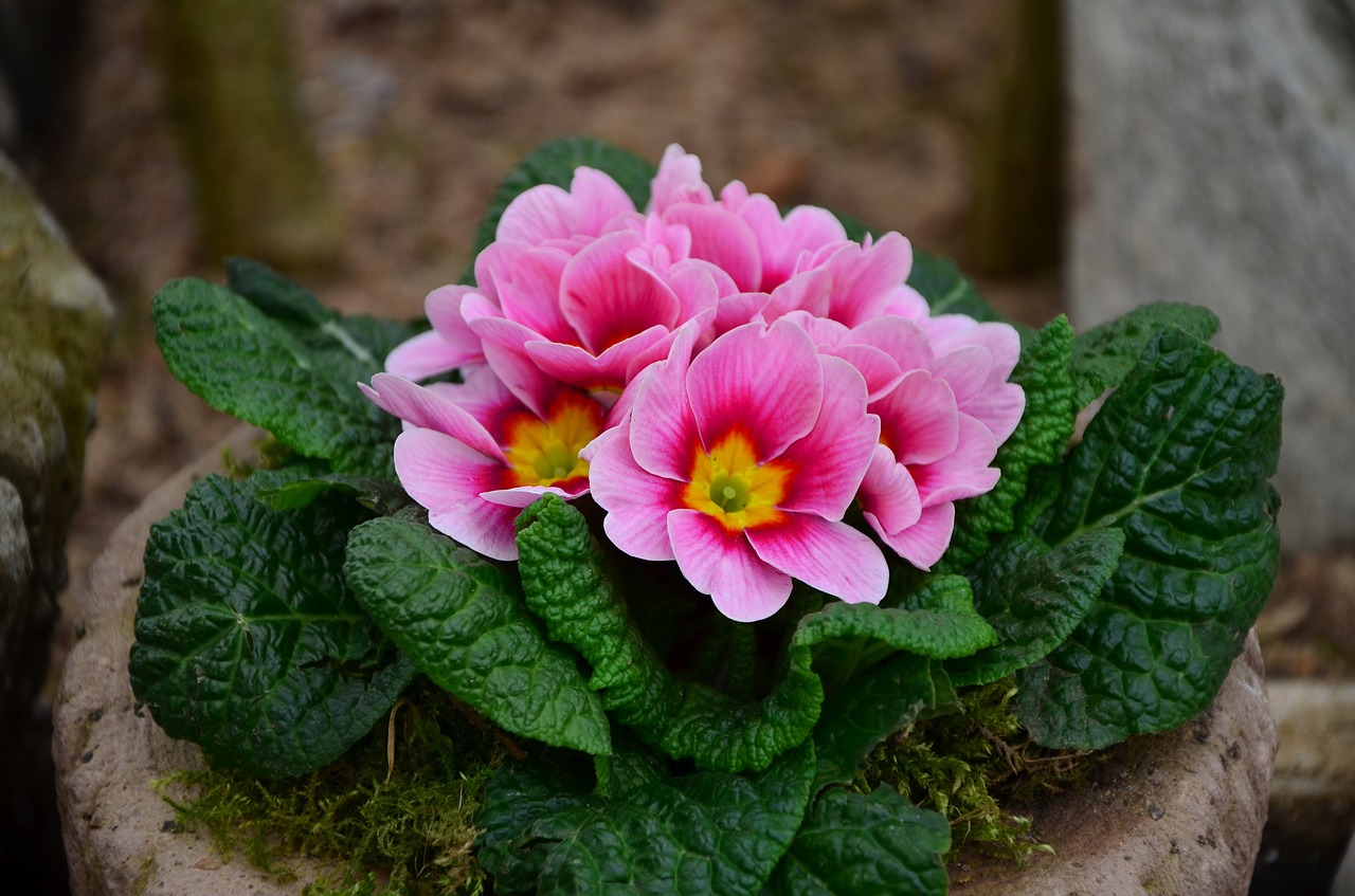 Image - primrose pink spring primroses