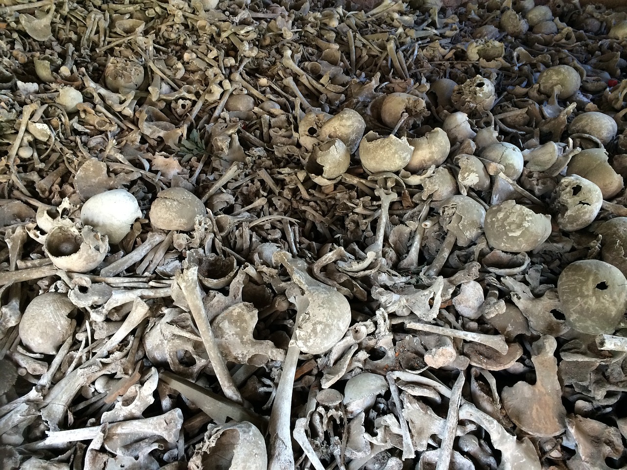 Image - bone skull bones weird