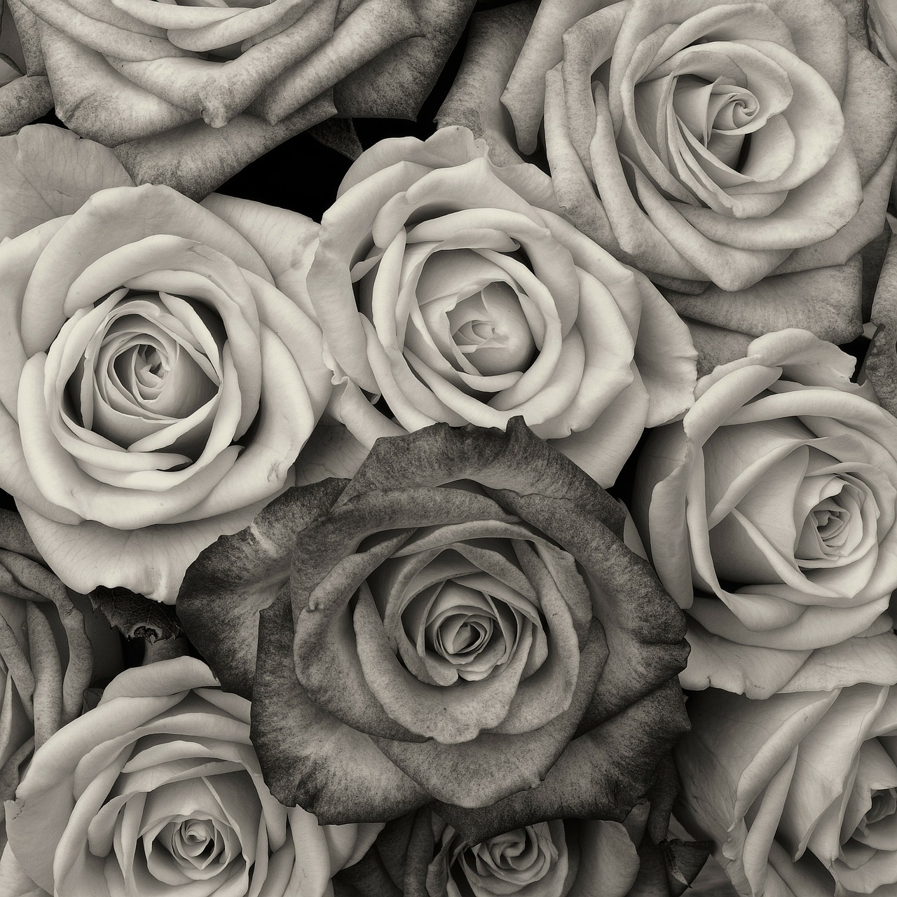 Image - roses flower love black and white