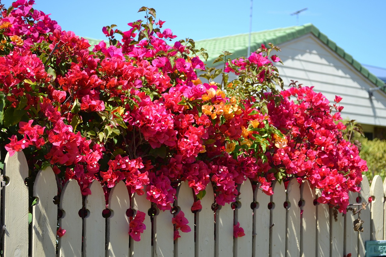 Image - bougainvillea plant nature flower