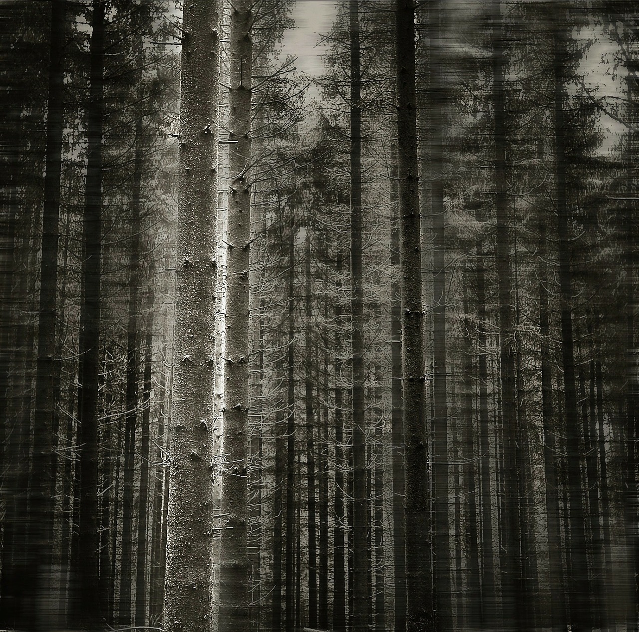 Image - forest tree black and white