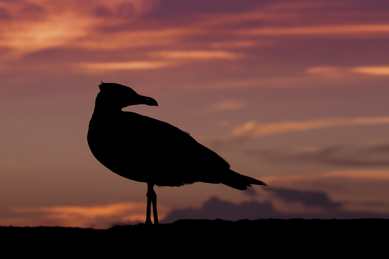 Image - seagull sunset nature bird orange