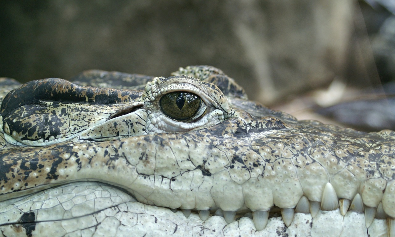 Image - crocodile animal eye alligator