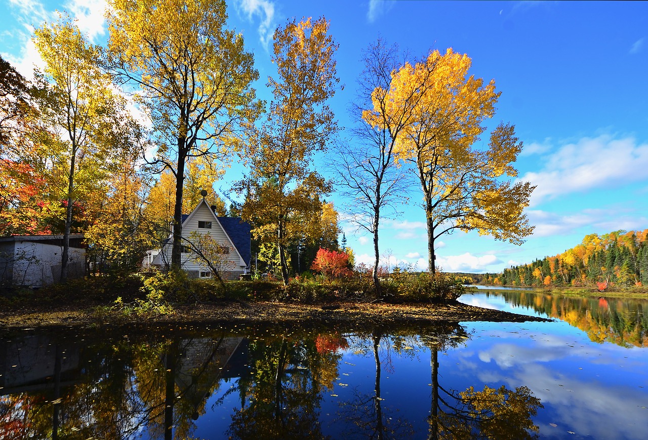 Image - landscape fall nature trees birch