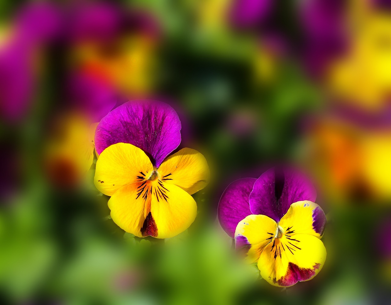 Image - flowers pansy spring color yellow