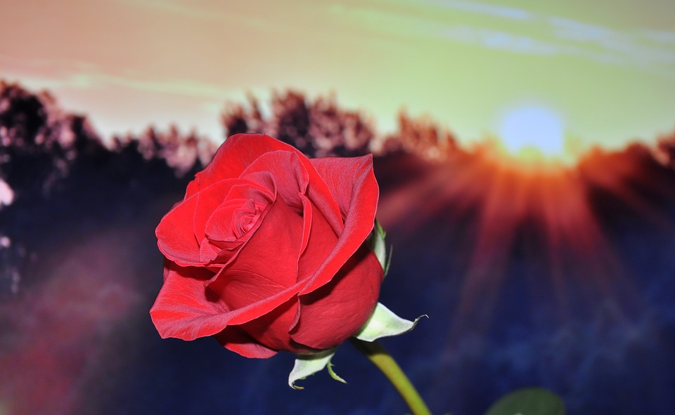 Image - rose red flower
