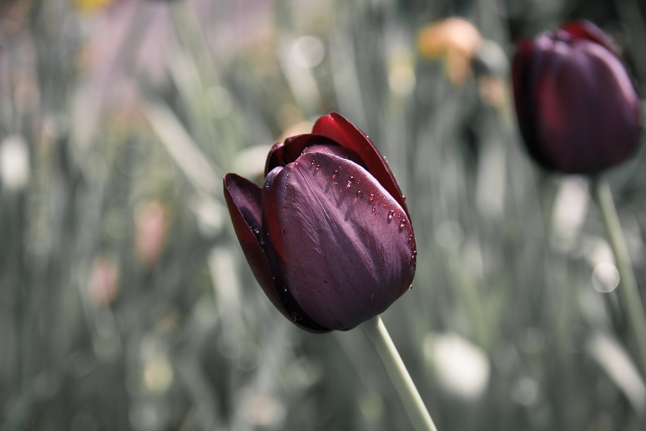 Image - tulip flower drip