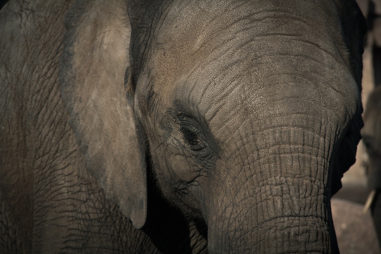 Image - elephant zoo pachyderm head