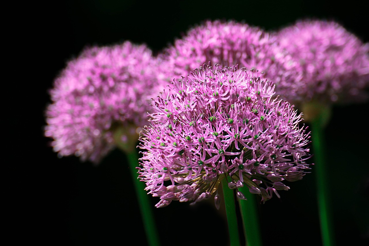 Image - garden nature park flower blume