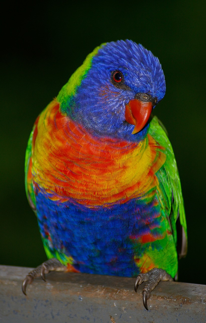 Image - rainbow lorikeet parrot colourful