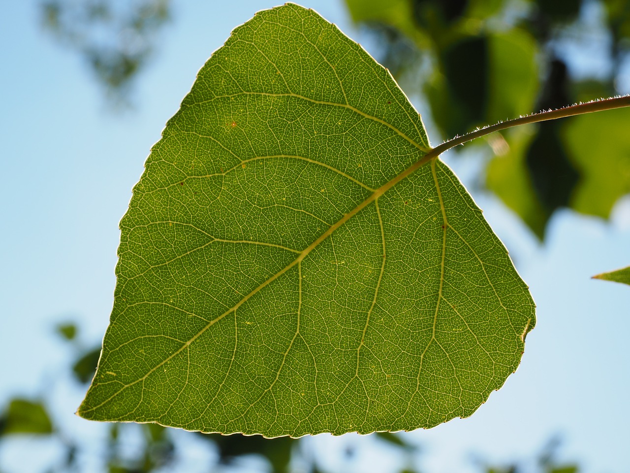 Image - leaf poplar leaf leaf veins tree