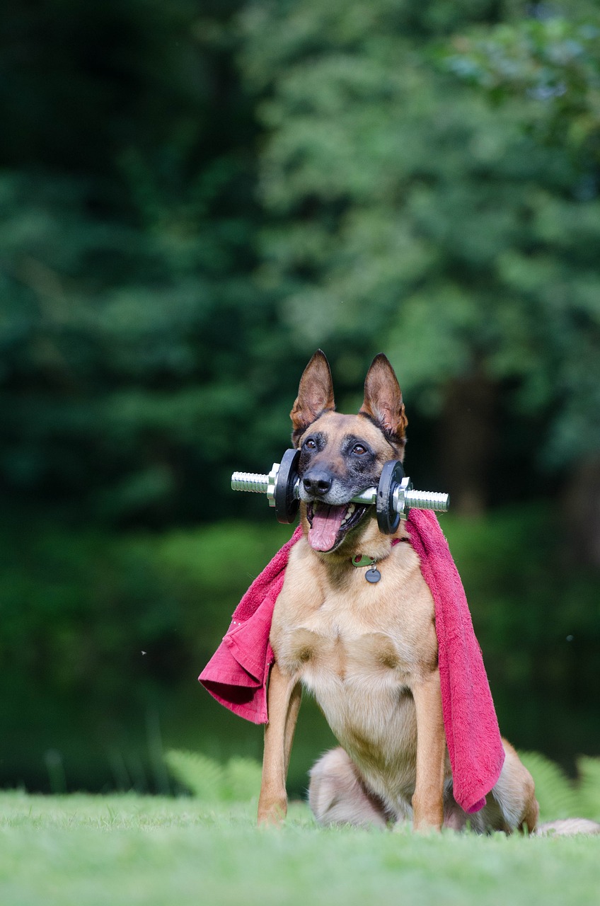 Image - trick dog trick malinois