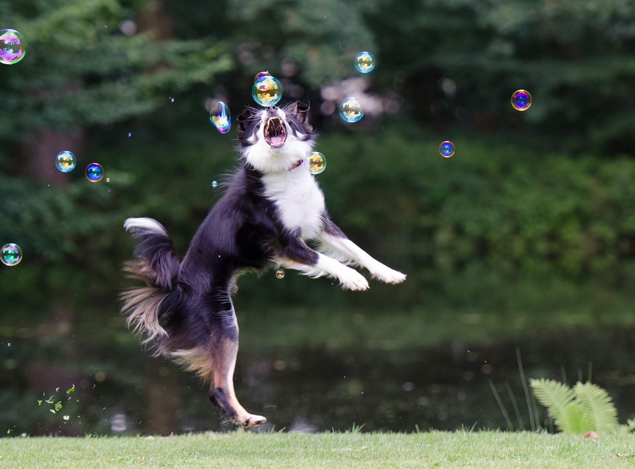 Image - soap bubbles border collie