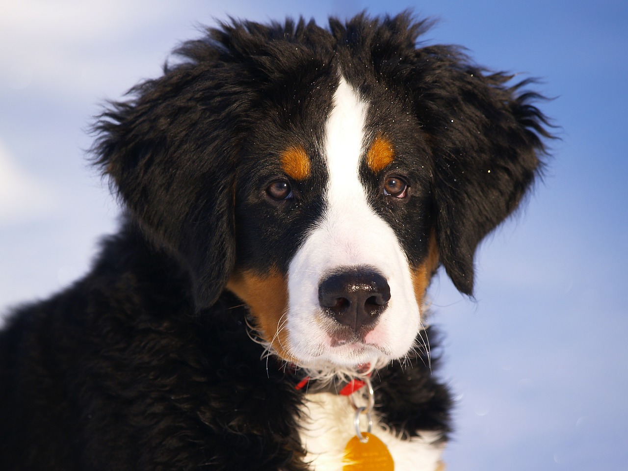 Image - bernese mountain dog puppy animal