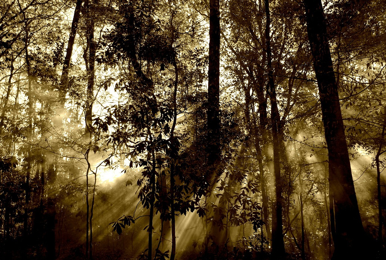 Image - forest sun rays fog nature tree