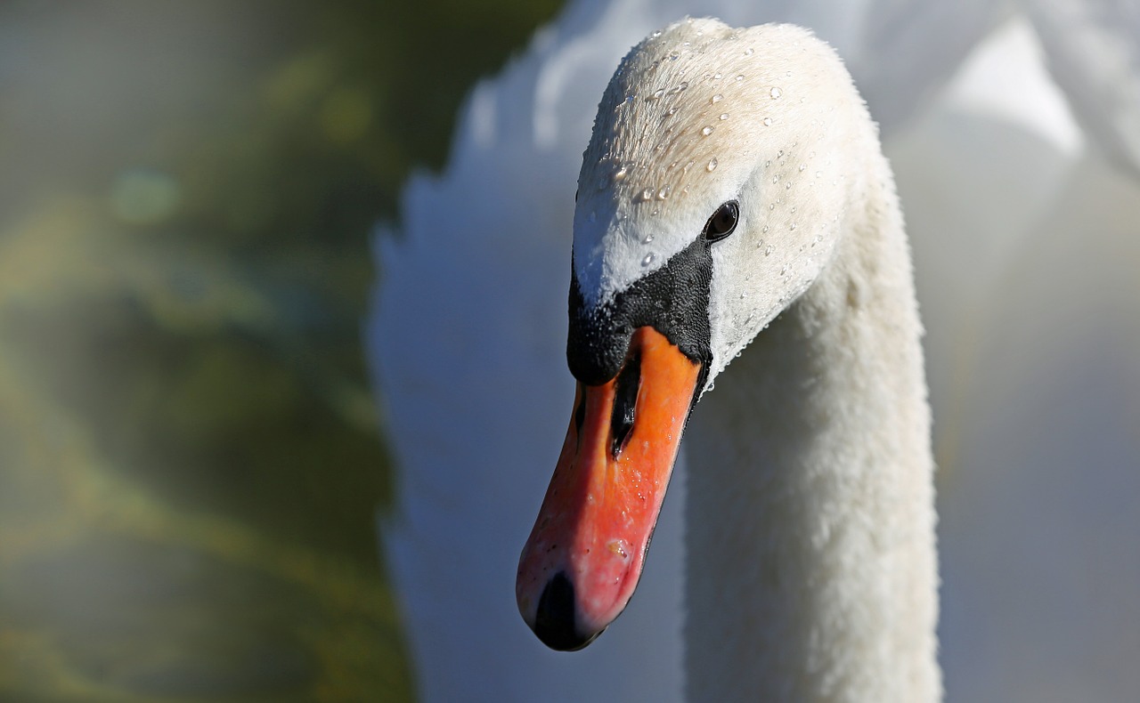 Image - swan bird lake animal water white