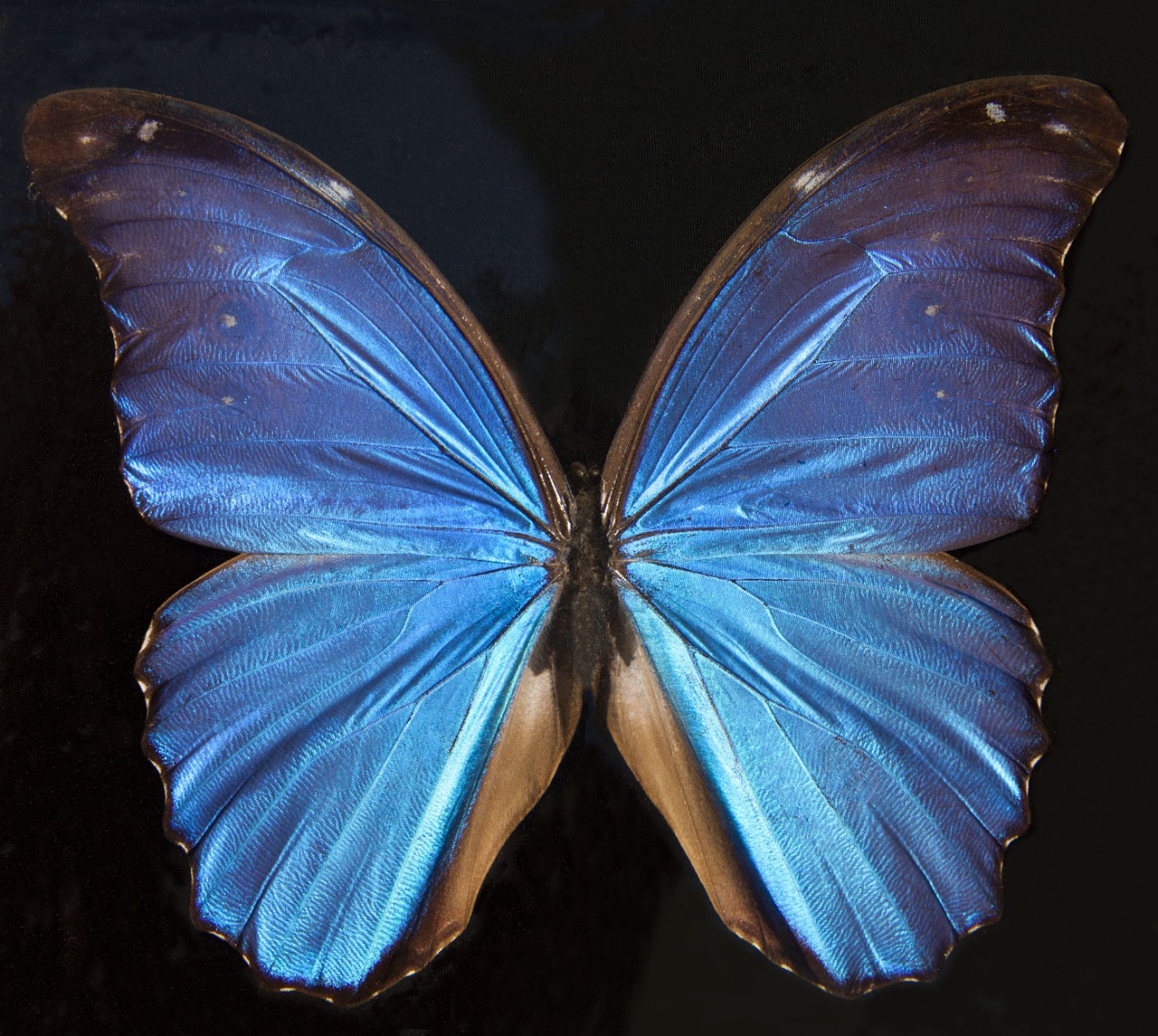 Image - butterfly exotic south america