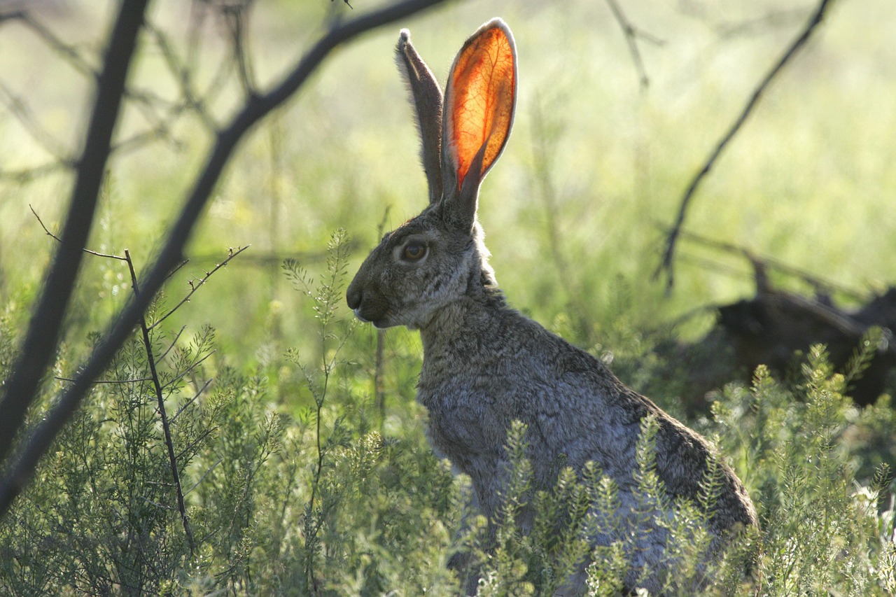 Image - jackrabbit rabbit listening still