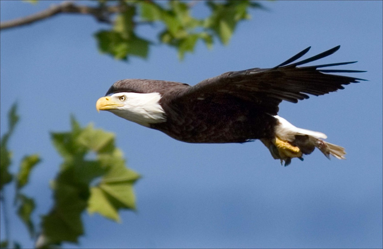 Image - bald eagle eagle bald flying