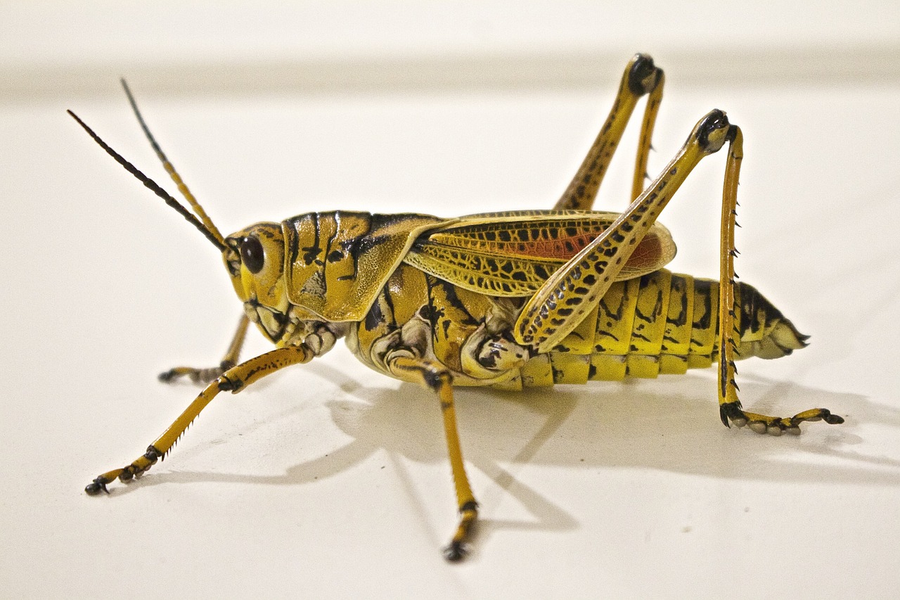 Image - locust jumping grasshopper animal