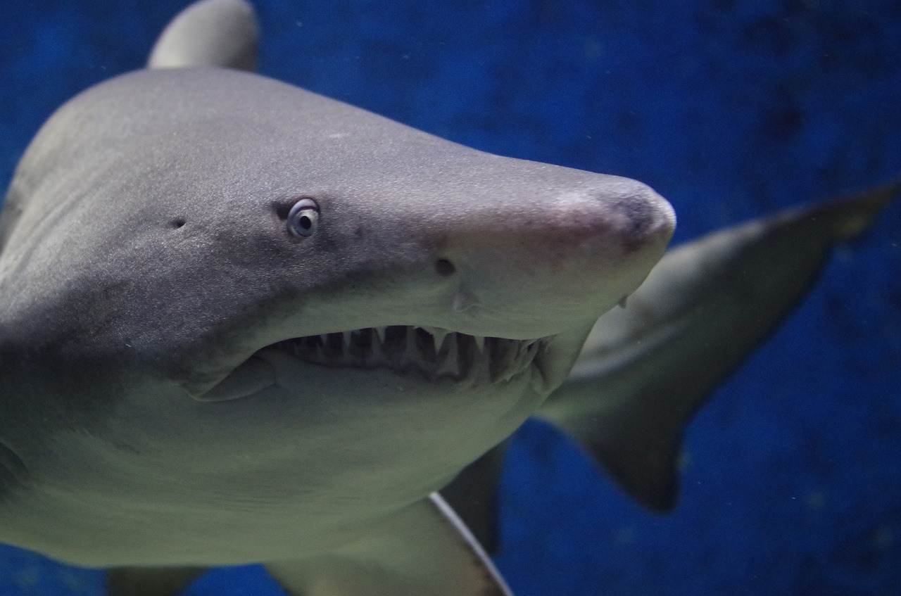 Image - shark animal hazard teeth fish