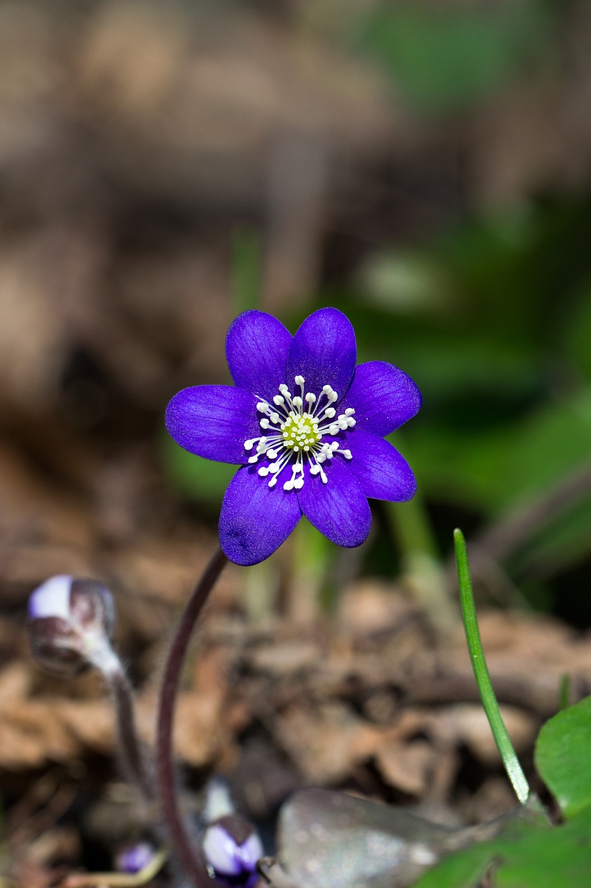 Image - flower blue forest plant spring