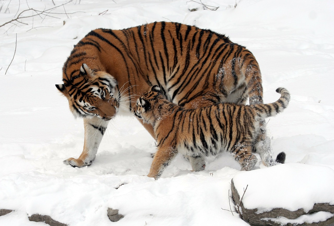 Image - tiger siberian tiger tiger baby