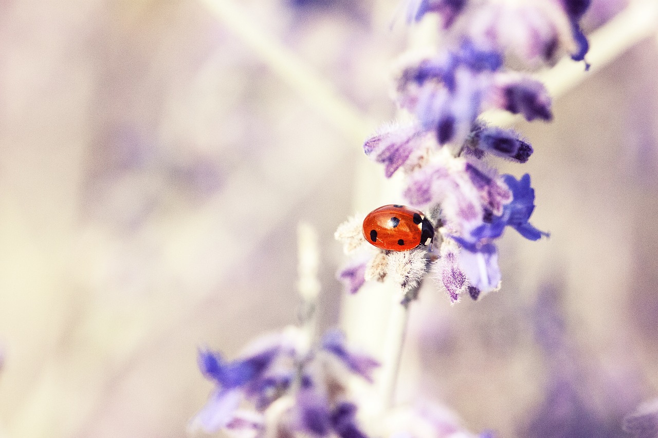 Image - ladybug lavender plant flora macro