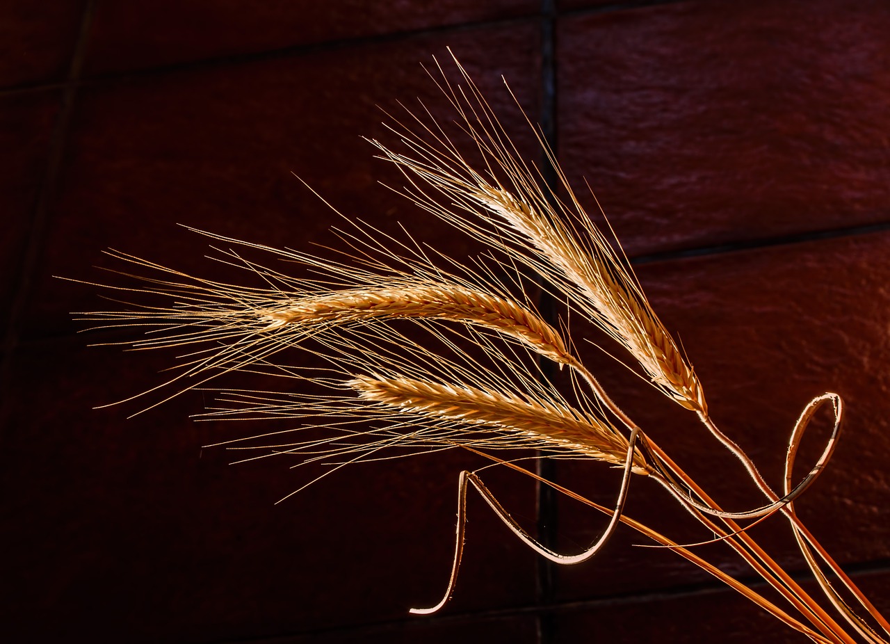 Image - barley dried grass cereal grain