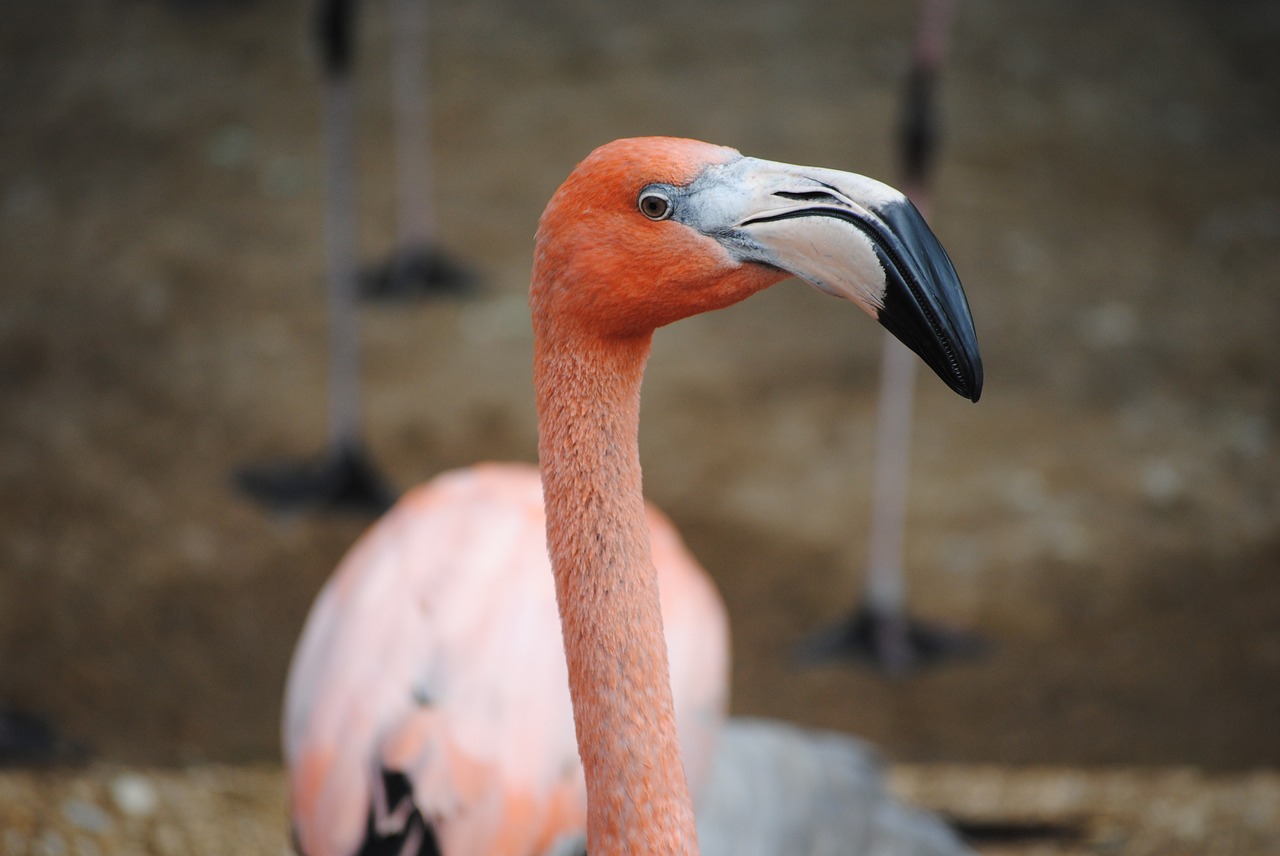 Image - flamingo pink bird animal nature