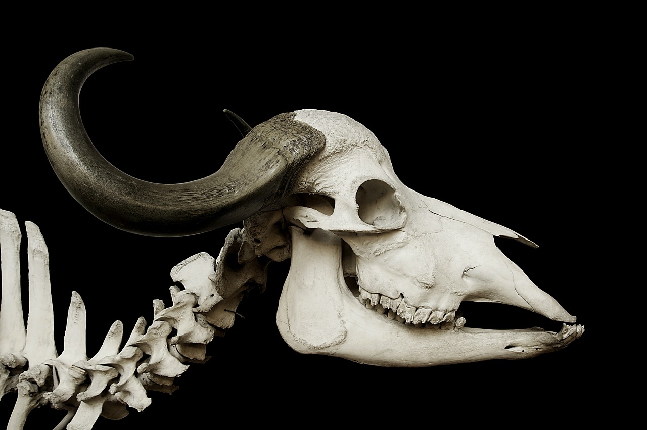 Image - cattle skull skull african buffalo