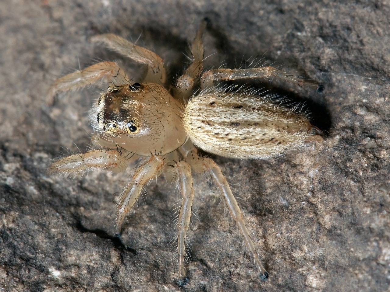 Image - spider jumping spider