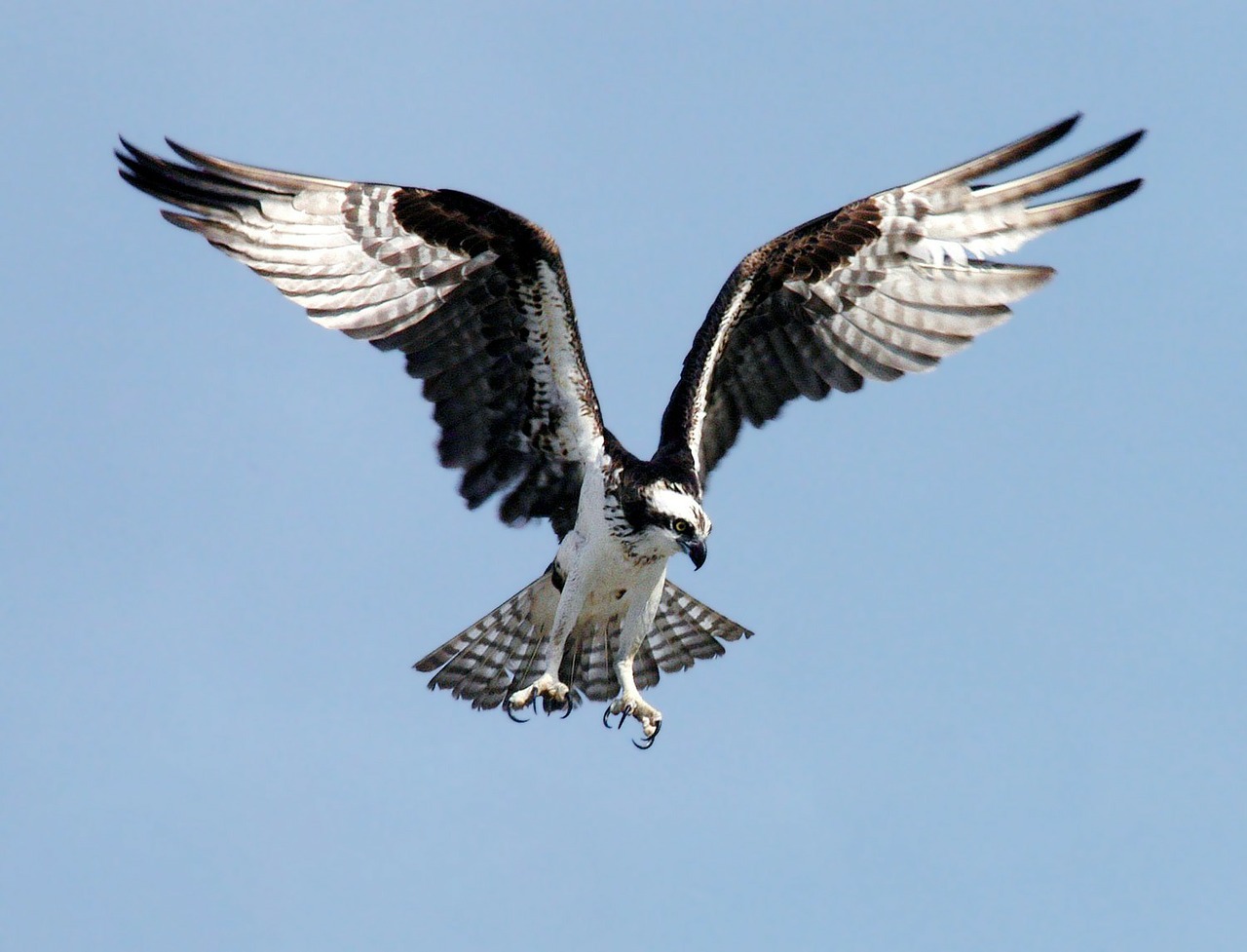 Image - osprey adler bird of prey raptor