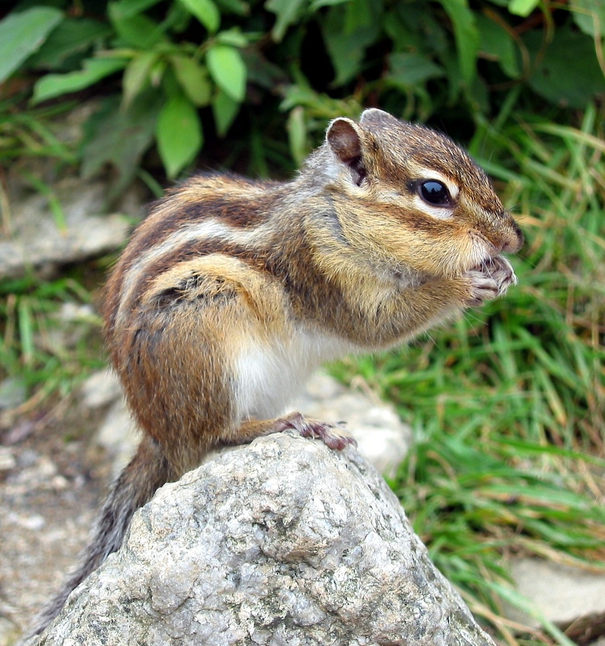 Image - chipmunk squirrel nager rodent