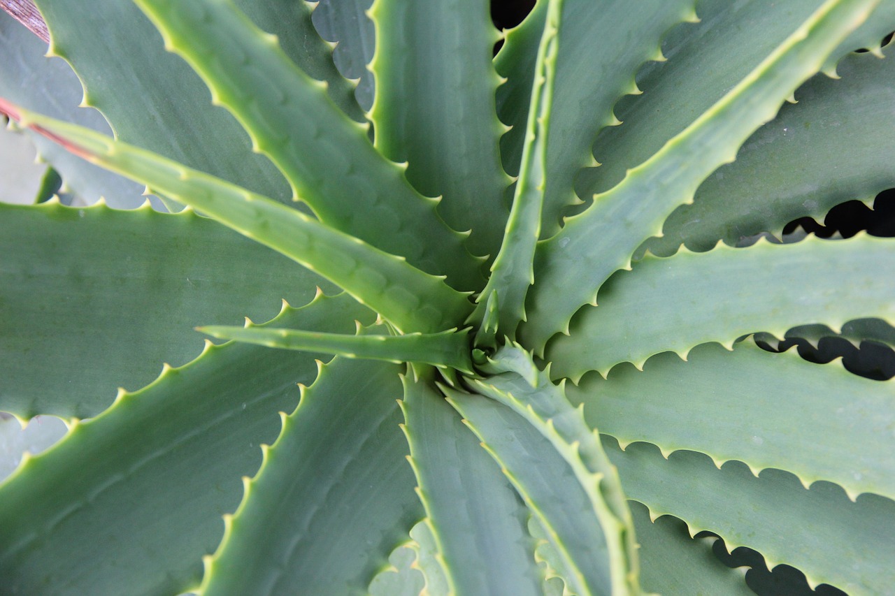 Image - aloe vera succulent cactus botany