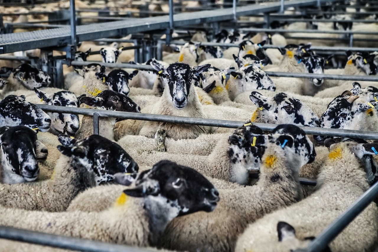 Image - sheep lambs market farm animal