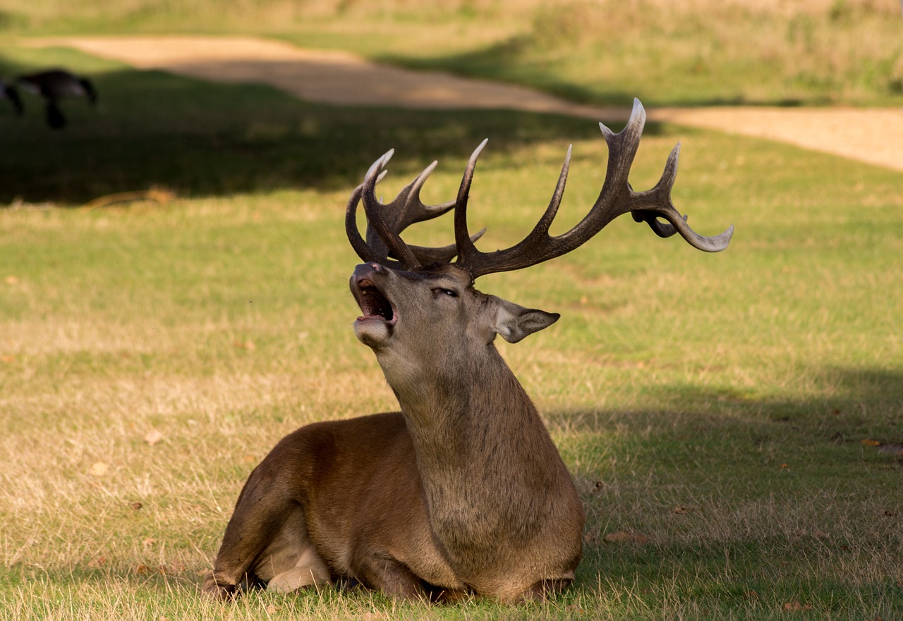 Image - deer wild animal wildlife nature