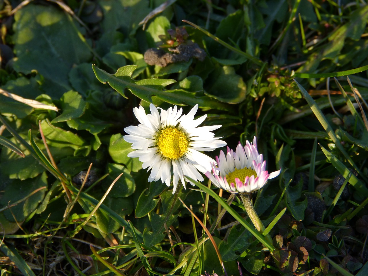 Image - daisy flower white nature plant