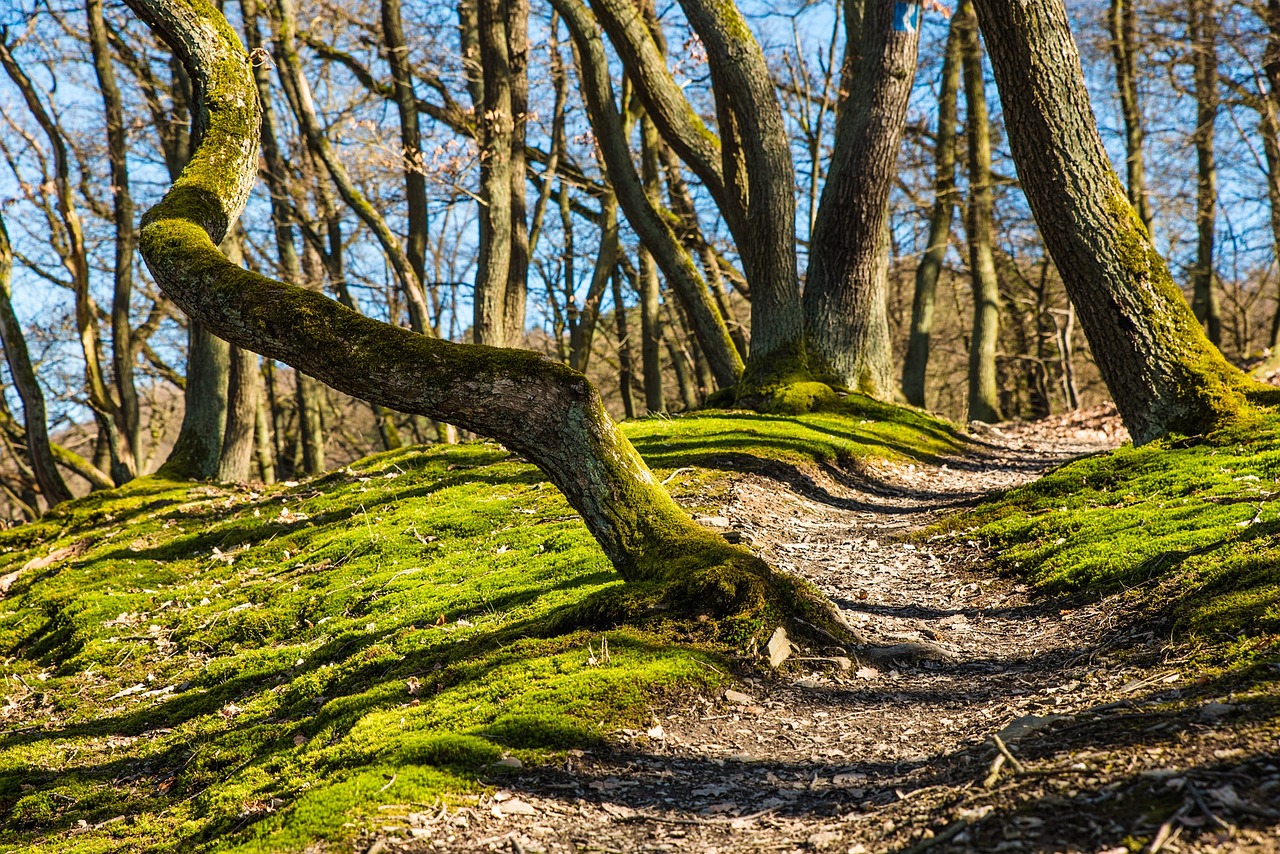 Image - forest hiking trail away path