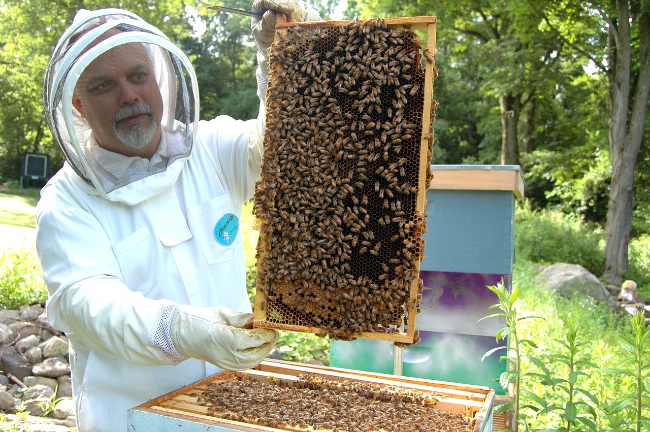 Image - beekeeper frame beehive beekeeping